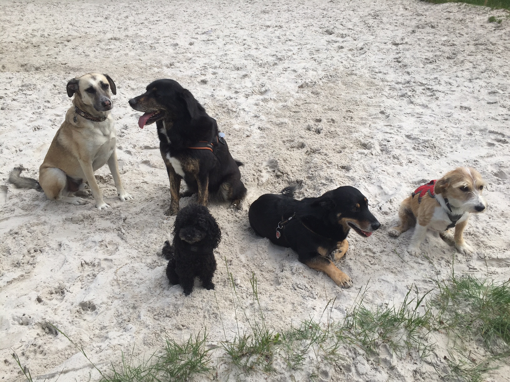 F&uuml;nf Hunde im Sand