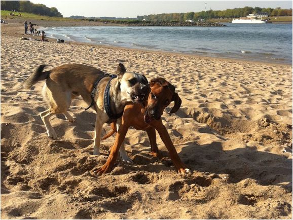 Ausdrucksverhalten Hund Hundekompetenz. Prinz.